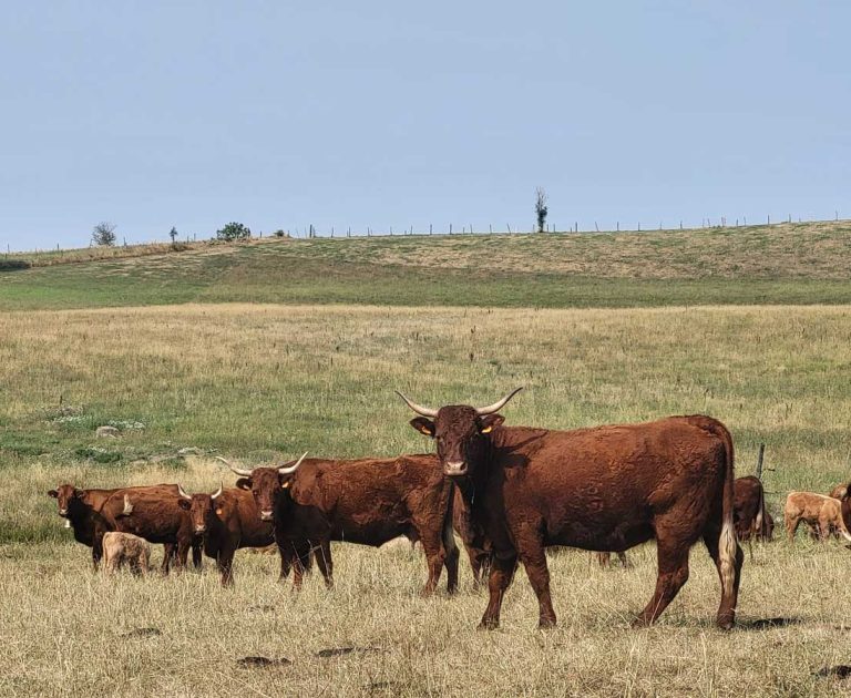 Salers-Cantal-Inosium